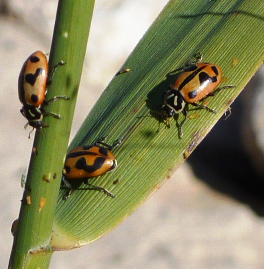 Sinuate Lady Beetle
