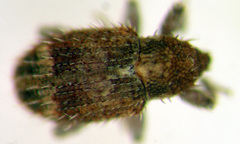 Sibinia transversa
