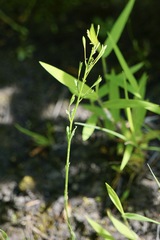 Linum striatum