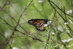 Danaus plexippus