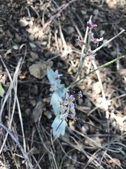 Streptanthus hispidus