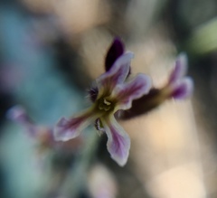 Streptanthus hispidus