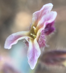 Streptanthus hispidus