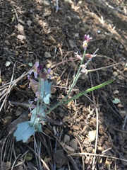 Streptanthus hispidus