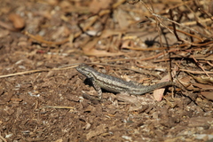 Sceloporus occidentalis