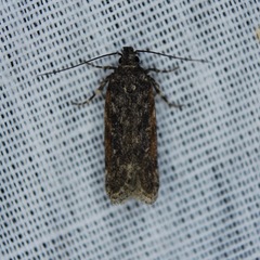 Filatima serotinella