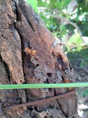 Cephalotes clypeatus