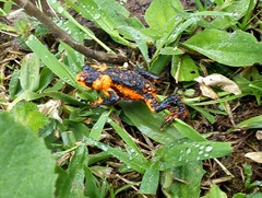 Melanophryniscus rubriventris