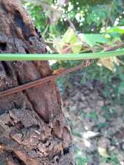 Cephalotes clypeatus