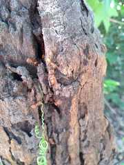 Cephalotes clypeatus