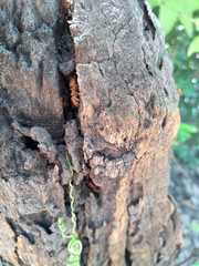 Cephalotes clypeatus