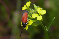 Zygaena rubicundus