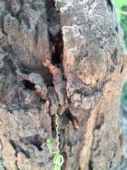 Cephalotes clypeatus