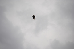 Sturnus unicolor