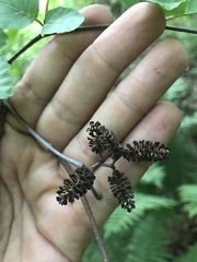 Alnus incana rugosa