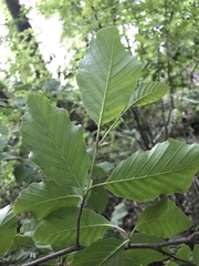 Alnus incana rugosa