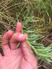 Convolvulus simulans