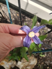 Clematis alpina