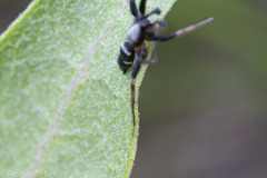 Sergiolus columbianus