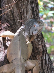 Iguana iguana