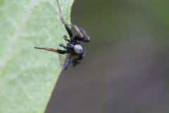 Sergiolus columbianus