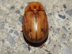 Cyclocephala lunulata