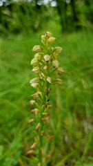 Orchis anthropophora