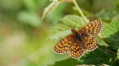 Melitaea aurelia