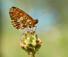 Melitaea aurelia