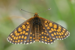Melitaea aurelia