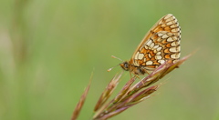 Melitaea aurelia