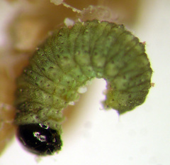 Coniatus splendidulus