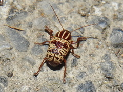 Cryptocephalus duryi