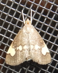 Evergestis unimacula