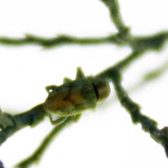 Coniatus splendidulus