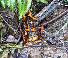 Melanophryniscus rubriventris