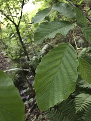 Alnus incana rugosa