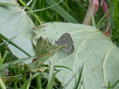 Celastrina lucia