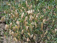 Colutea orientalis