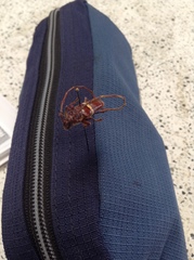 Deretrachys juvencus