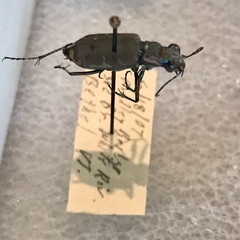 Cicindela ancocisconensis