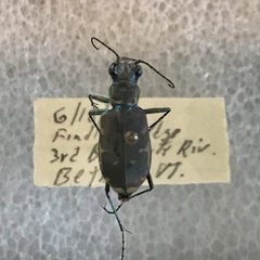 Cicindela ancocisconensis
