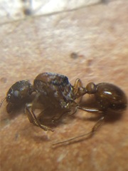 Myrmica rubra