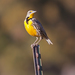 Eastern and Western Meadowlarks - Photo (c) Steve Berardi, some rights reserved (CC BY-NC-SA)