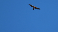 Accipiter rufiventris
