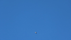 Accipiter rufiventris