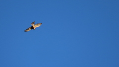 Accipiter rufiventris
