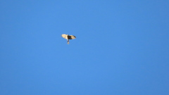 Accipiter rufiventris