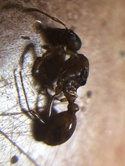 Myrmica rubra