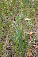 Penstemon grandiflorus